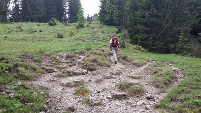 Weg über Wiesen