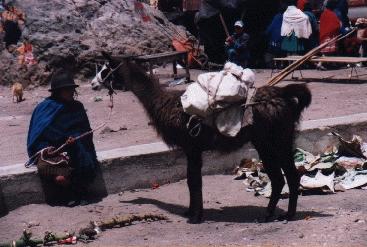 Lama