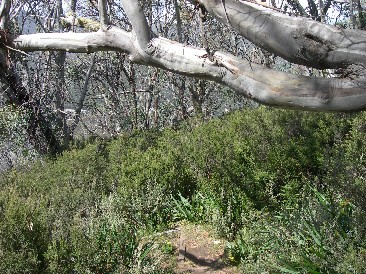 Aufstieg zum Eagle's Nest