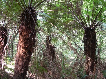 Coachwood Glen Nature Trail im Megalong Valley