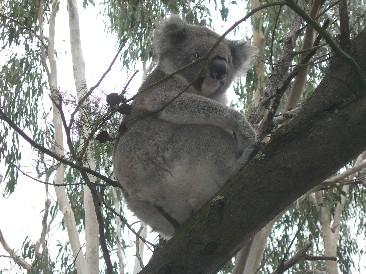 Koala in Tower Hill