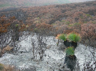 Feuersch&auml;den im Wilsons Prom
