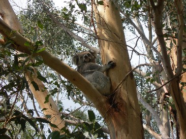 Koala