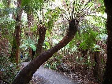 Maits Rest im Great Otway NP