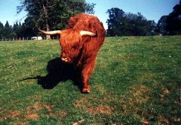 Highland Cattle