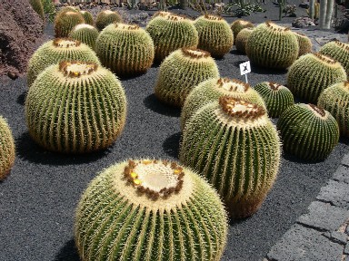 Jardin de Cactus