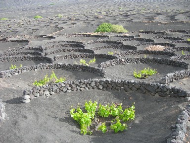 Weinbau La Geria
