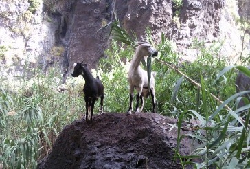 Ziegen in der Masca-Schlucht