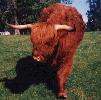 Highland-Cattle