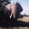 Safari im Amboseli-Nationalpark