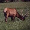 Tierbegegnungen im Westen der USA