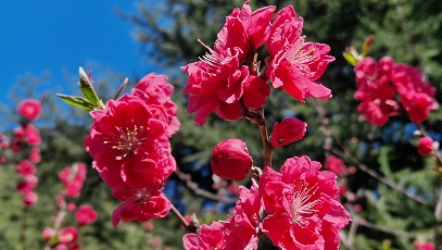 Gyoen National Garden