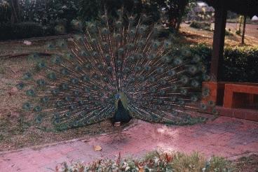 Pfau im Vogelpark Kuala Lumpur