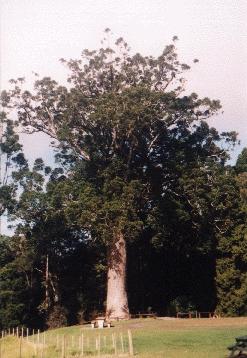 Kauri-Baum