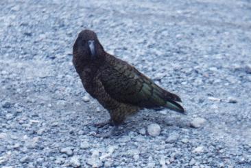 Kea