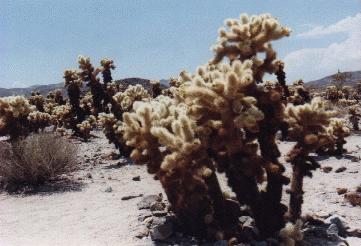 Cholla Cactus