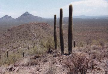 Junge Saguaros
