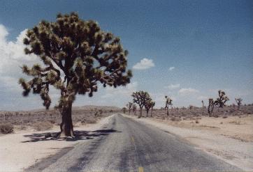 Joshua Tree