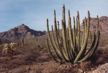 Organpipe Cactus