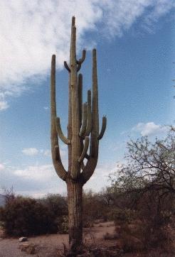 Saguaro Cactus