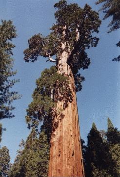 Sequoia-Baum