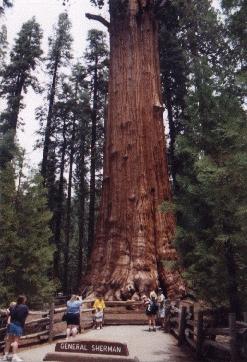 General Sherman Tree