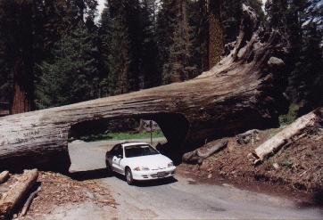 Tunnel Log