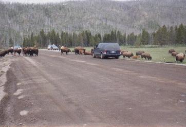 Bisonherde