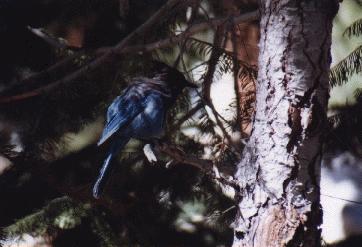Blauer Vogel