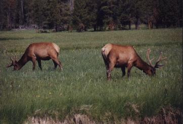 Wapiti