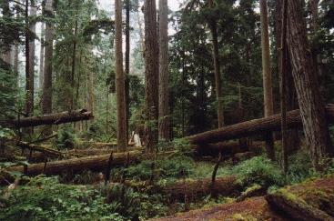 Cathedral Grove