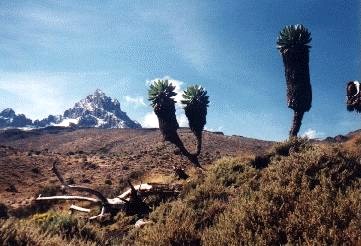 Senecien