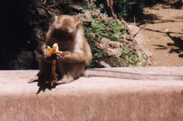 Affe