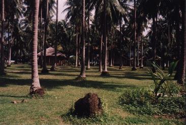 Palmen