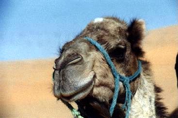 Kamel