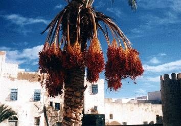 Dattelpalme
